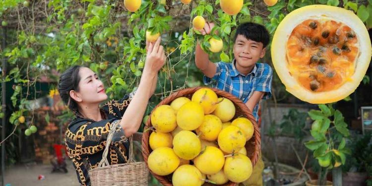 Chanh dây vàng có hương vị khác biệt với chanh dây thường