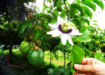 Kỹ thuật trồng chanh dây giúp bà con đạt năng suất cao