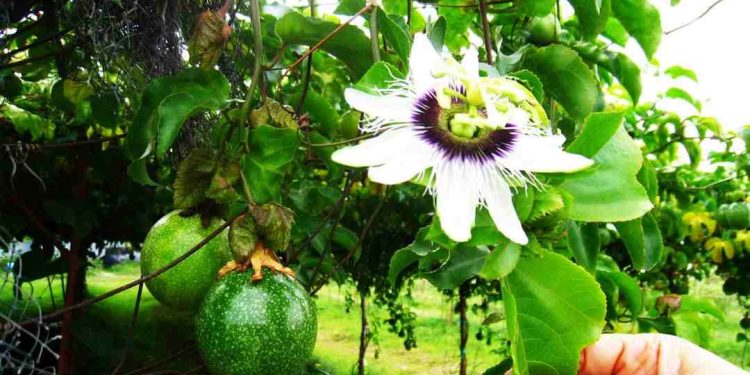 Kỹ thuật trồng chanh dây giúp bà con đạt năng suất cao