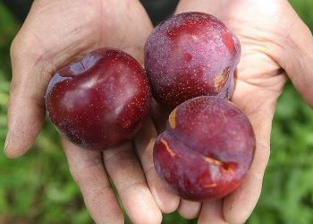 Quả mận Hà Nội có những loại nào? Lưu ý gì khi ăn mận Bắc