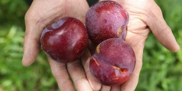 Quả mận hậu – Giống mận được rất nhiều người yêu thích