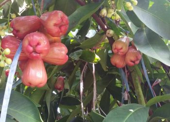 Quả mận miền Nam có những loại nào? Ăn mận đúng cách?