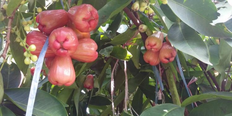 Quả mận miền Nam có những loại nào? Ăn mận đúng cách?