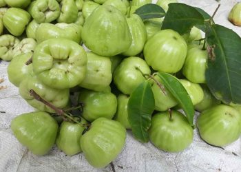 Quả mận xanh đường với vị ngọt được nhiều người thích