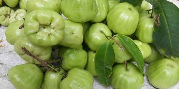 Quả mận xanh đường với vị ngọt được nhiều người thích