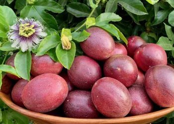 Tác dụng của chanh dây đối với sức đề kháng của cơ thể