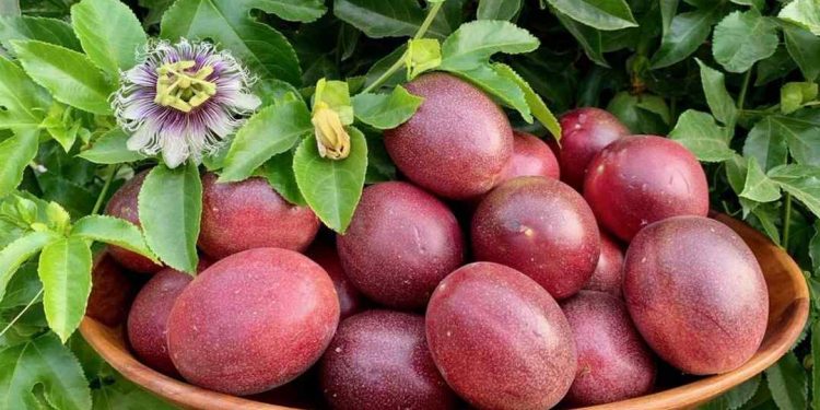 Tác dụng của chanh dây đối với sức đề kháng của cơ thể