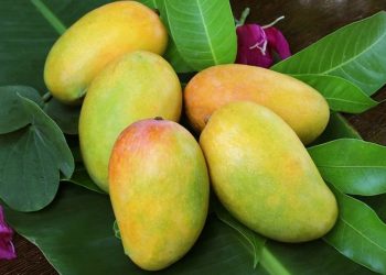 Xoài Thái Lan – Giống xoài hiện đang được trồng rất nhiều