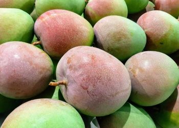 Xoài Tứ Quý có ngọt không? Những lợi ích của xoài mang lại