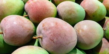 Xoài Tứ Quý có ngọt không? Những lợi ích của xoài mang lại