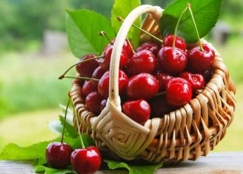 Các loại cherry được người tiêu dùng yêu thích hiện nay