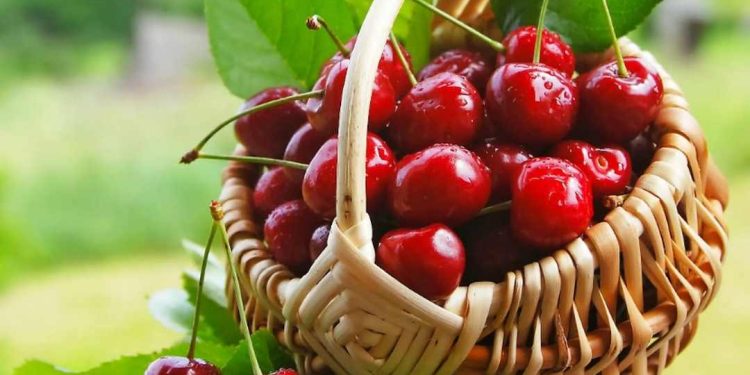Các loại cherry được người tiêu dùng yêu thích hiện nay