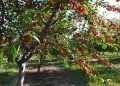 Cách chọn quả cherry ngon chuẩn mà bạn nên biết