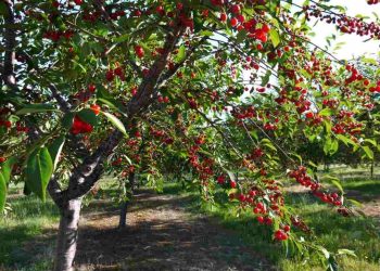 Cách chọn quả cherry ngon chuẩn mà bạn nên biết