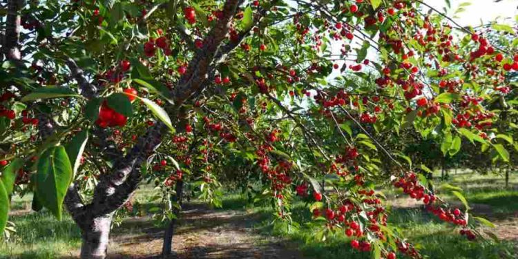 Cách chọn quả cherry ngon chuẩn mà bạn nên biết