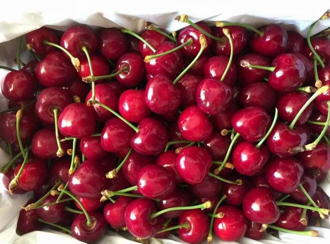 Công dụng của cherry: Giảm nguy cơ bệnh gút