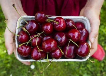 Công dụng của quả cherry mà có thể bạn chưa biết tới