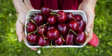 Công dụng của quả cherry mà có thể bạn chưa biết tới