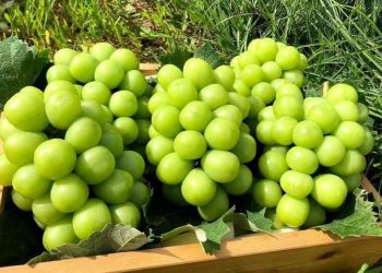 Nho không hạt có những loại nào? Đặc điểm của từng loại