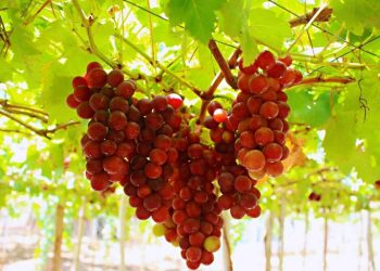 Quả nho đỏ Úc lựa chọn như thế nào để đạt chất lượng?