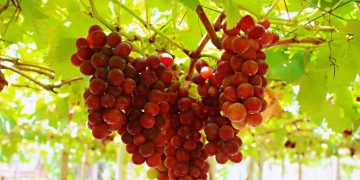 Quả nho đỏ Úc lựa chọn như thế nào để đạt chất lượng?