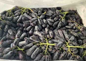 Quả nho ngón tay trồng và chăm sóc như thế nào cho hiệu quả