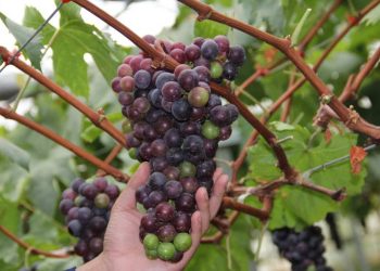 Quả nho Mỹ có gì tốt mà lại được người tiêu dùng ưa thích?