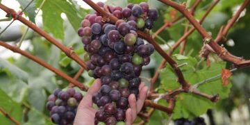 Quả nho Mỹ có gì tốt mà lại được người tiêu dùng ưa thích?