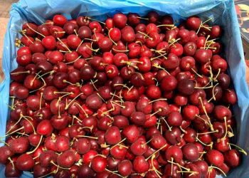Size cherry có những loại nào? Hướng dẫn chọn size