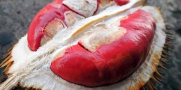 Sầu riêng ruột đỏ