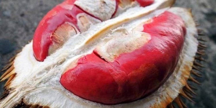 Sầu riêng ruột đỏ