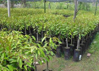 Cây giống sầu riêng