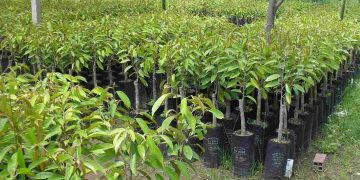 Cây giống sầu riêng