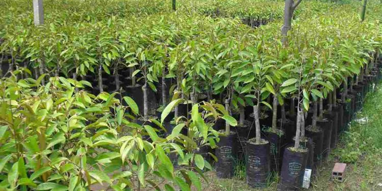 Cây giống sầu riêng