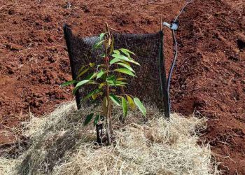 Sầu riêng thích hợp trồng trên đất sét