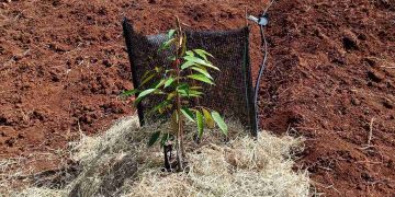 Sầu riêng thích hợp trồng trên đất sét