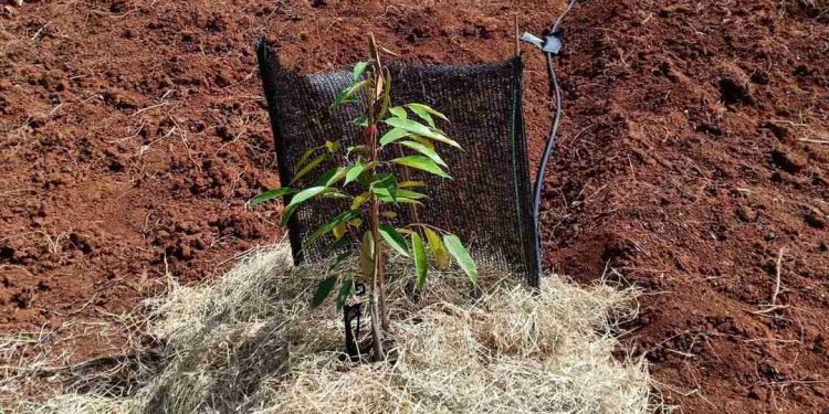 Sầu riêng thích hợp trồng trên đất sét