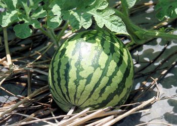 Nguồn gốc của cây dưa hấu