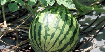 Nguồn gốc của cây dưa hấu
