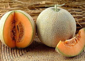 Dưa lưới có nguồn gốc Châu Phi và Ấn Độ