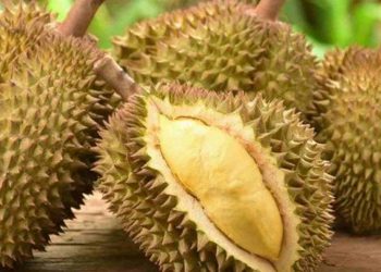 Sầu riêng được trồng nhiều ở miền tây và Tây Nguyên