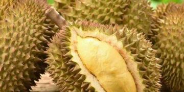 Sầu riêng được trồng nhiều ở miền tây và Tây Nguyên