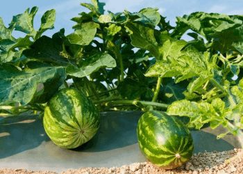 Cách chọn loại dưa hấu phù hợp