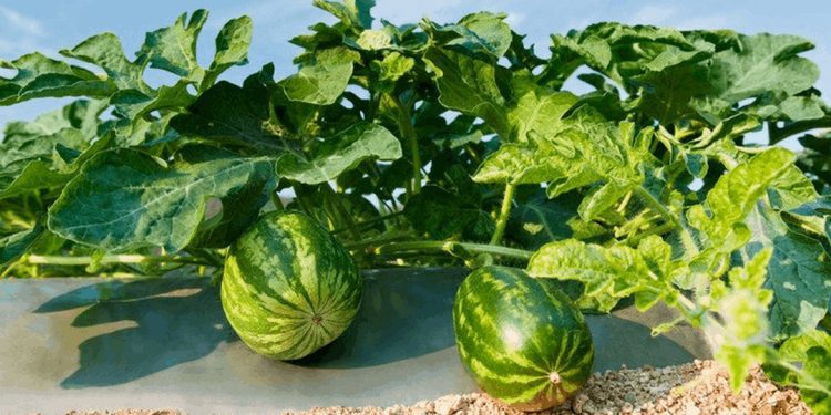 Cách chọn loại dưa hấu phù hợp