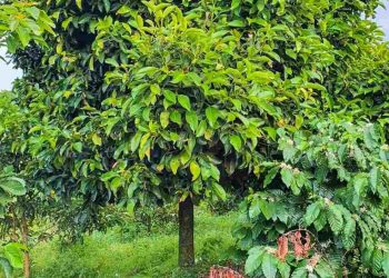 Trồng cây măng cụt bằng kỹ thuật cho hiệu quả, năng suất cao