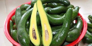 Bơ 034 được trồng nhiều ở Lâm Đồng