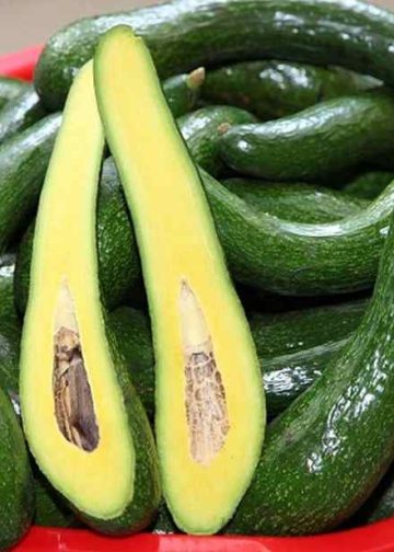 Bơ 034 được trồng nhiều ở Lâm Đồng