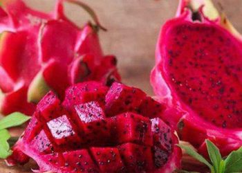 Cách trồng và canh tác Thanh Long Ruột Đỏ