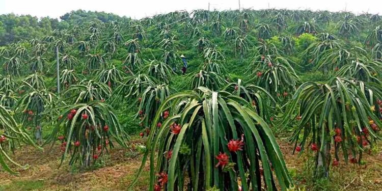 thanh long đỏ của Việt Nam đang được thị trường quốc tế đánh giá cao