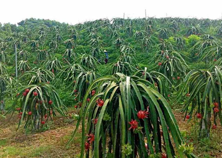 thanh long đỏ của Việt Nam đang được thị trường quốc tế đánh giá cao